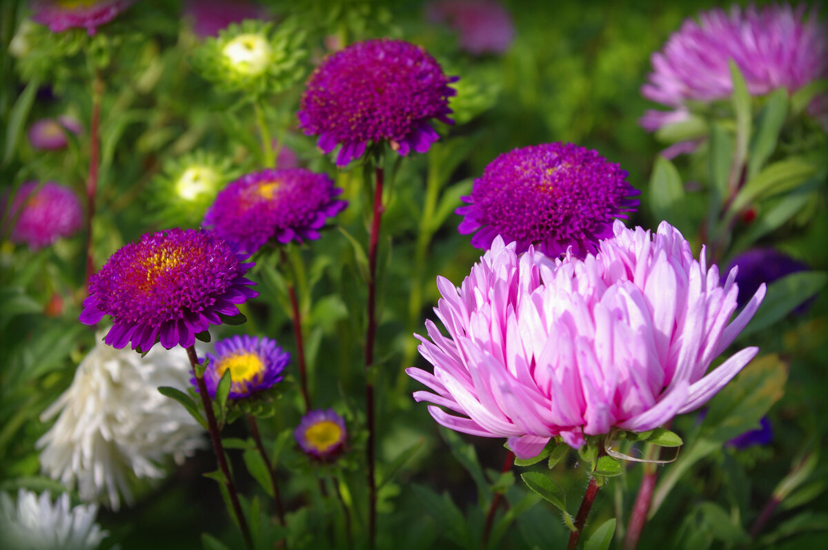 Цветы уходящего лета - Nina Karyuk Цветы уходящего лета - Nina Karyuk