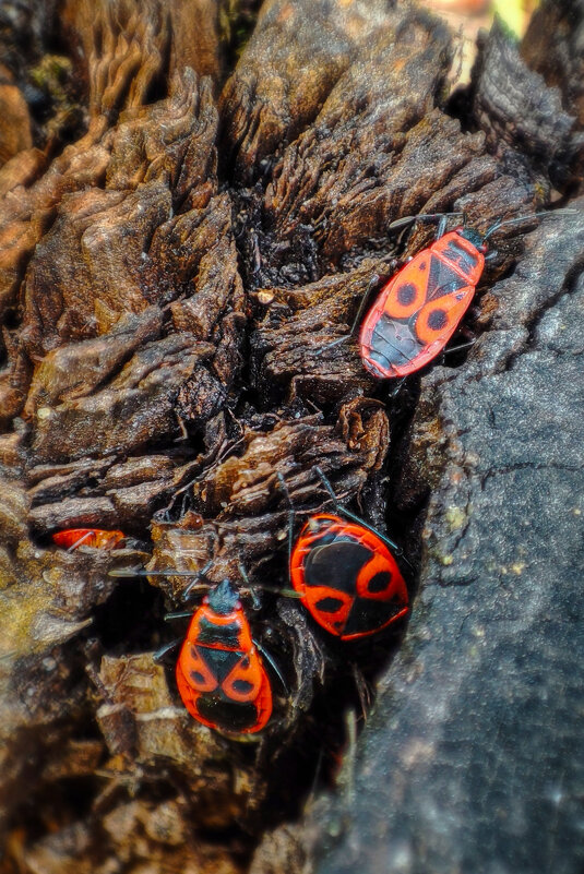 pyrrhocoris apterus (клоп-солдатик) - AZ east3