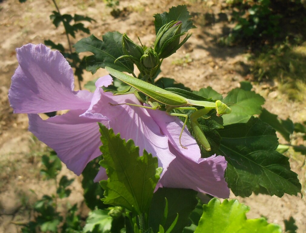 Богомол на сирийской розе - Наталья Богомол на сирийской розе - Наталья