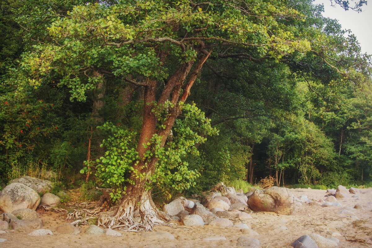 *** - Сергей Могутов *** - Сергей Могутов