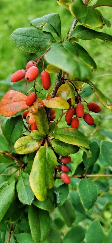 Осень...) - VADIM ***** Осень...) - VADIM *****