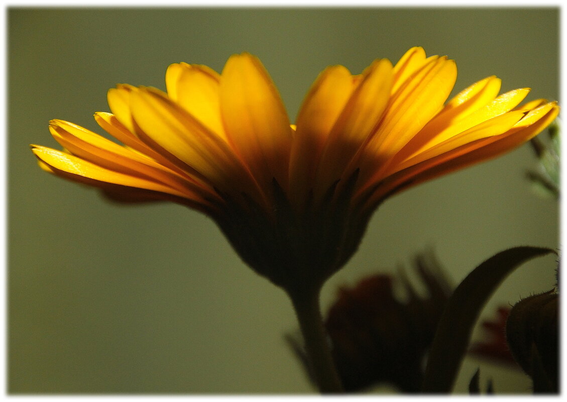 Светает... - Tatiana Markova