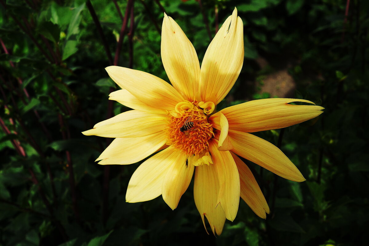 Георгины - Маргарита Батырева Георгины - Маргарита Батырева