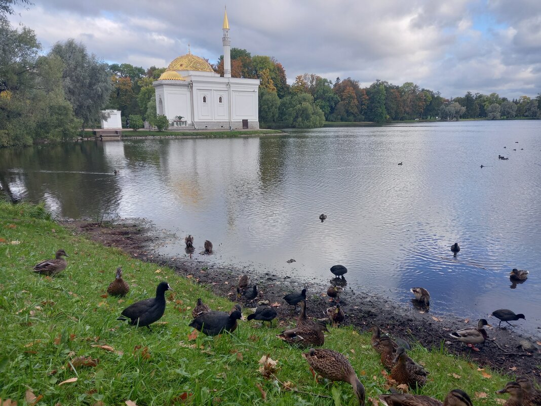 Осень - Сапсан 