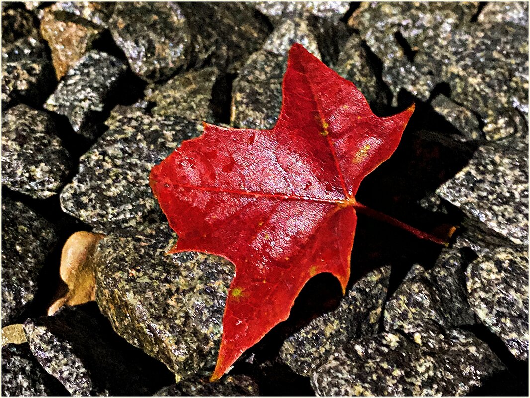 Осенний лист... - Валерия Комова Осенний лист... - Валерия Комова