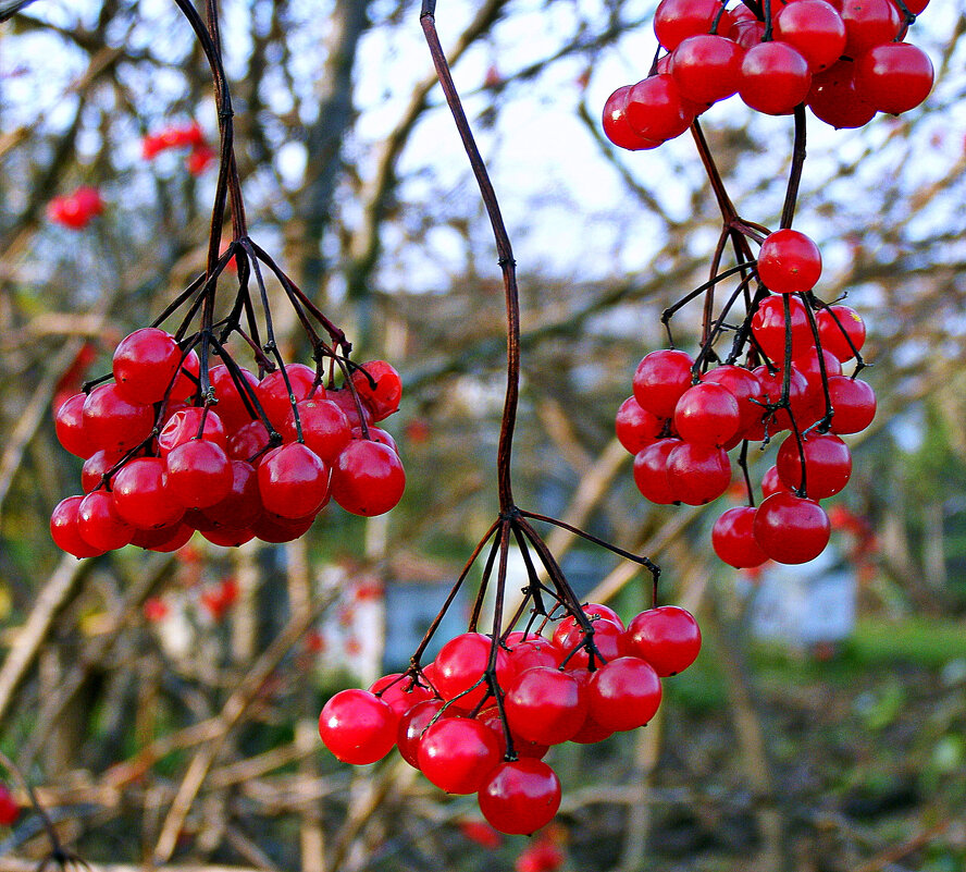 Осенние кисти калины - Игорь Сычёв Осенние кисти калины - Игорь Сычёв