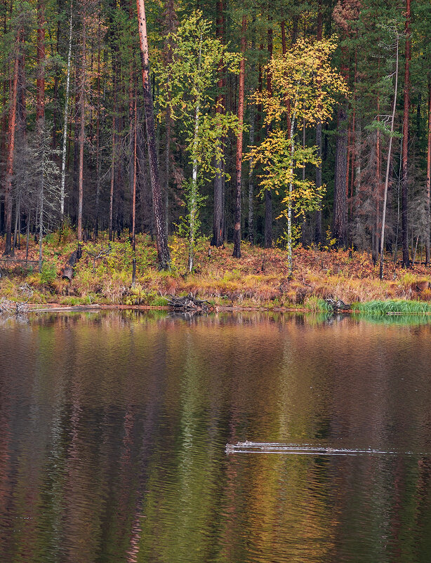 Сестрицы - Андрей Арафалов Сестрицы - Андрей Арафалов