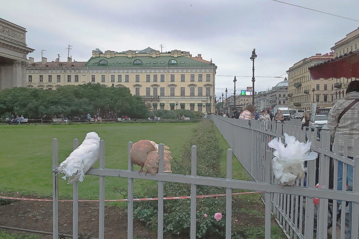 Забавные голуби у Казанского собора в Питере - Фотогруппа Весна