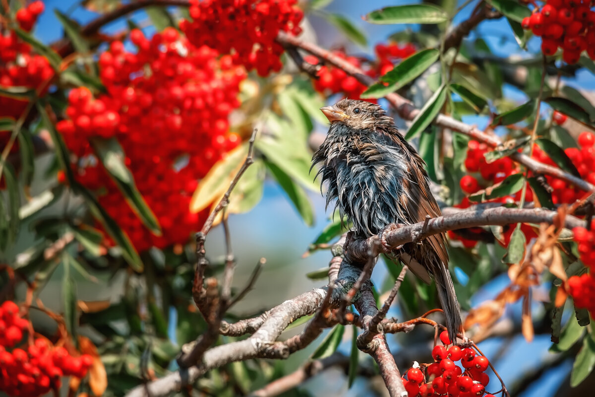 Воробей - Владимир Колесников Воробей - Владимир Колесников