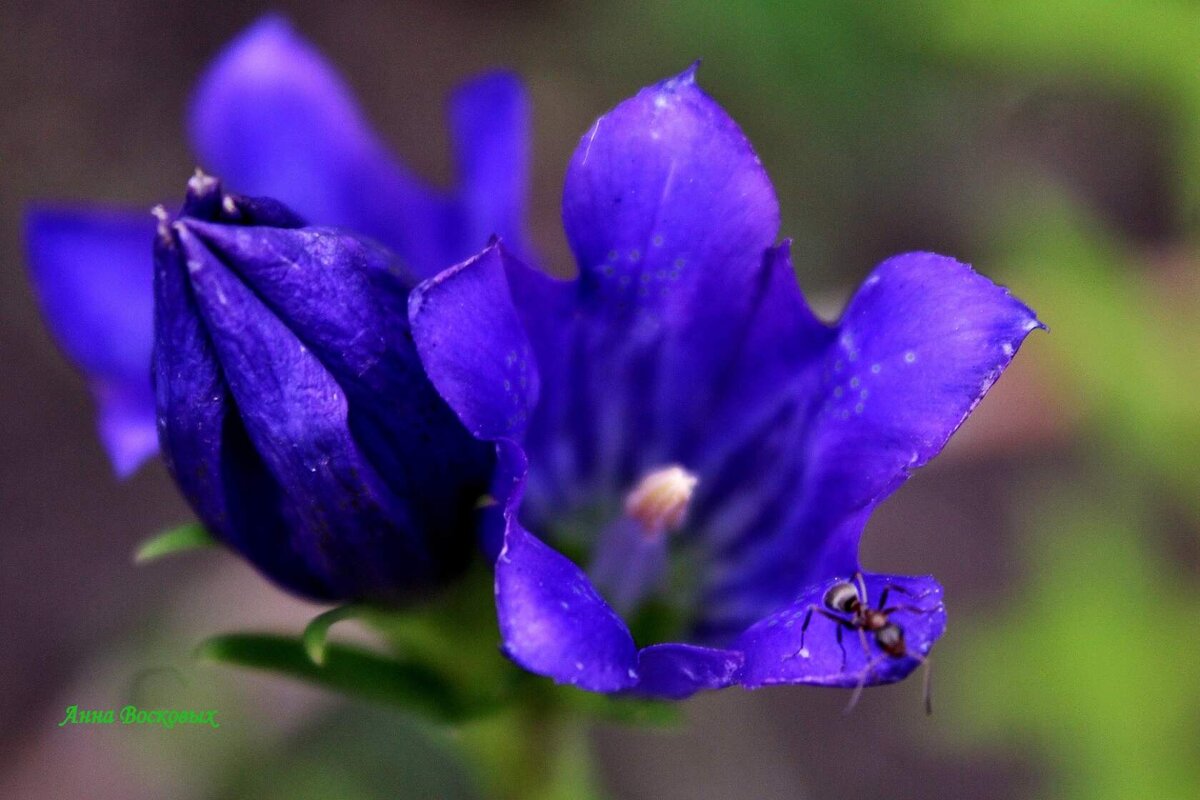 Муравьишка покорённый цветка красотой. - Восковых Анна Васильевна 