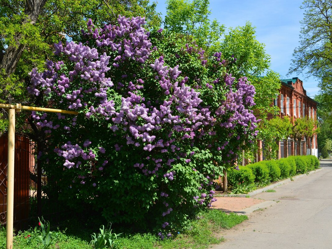 Старочеркасская. Куст цветущей сирени у дома по улице Советской. - Пётр Чернега