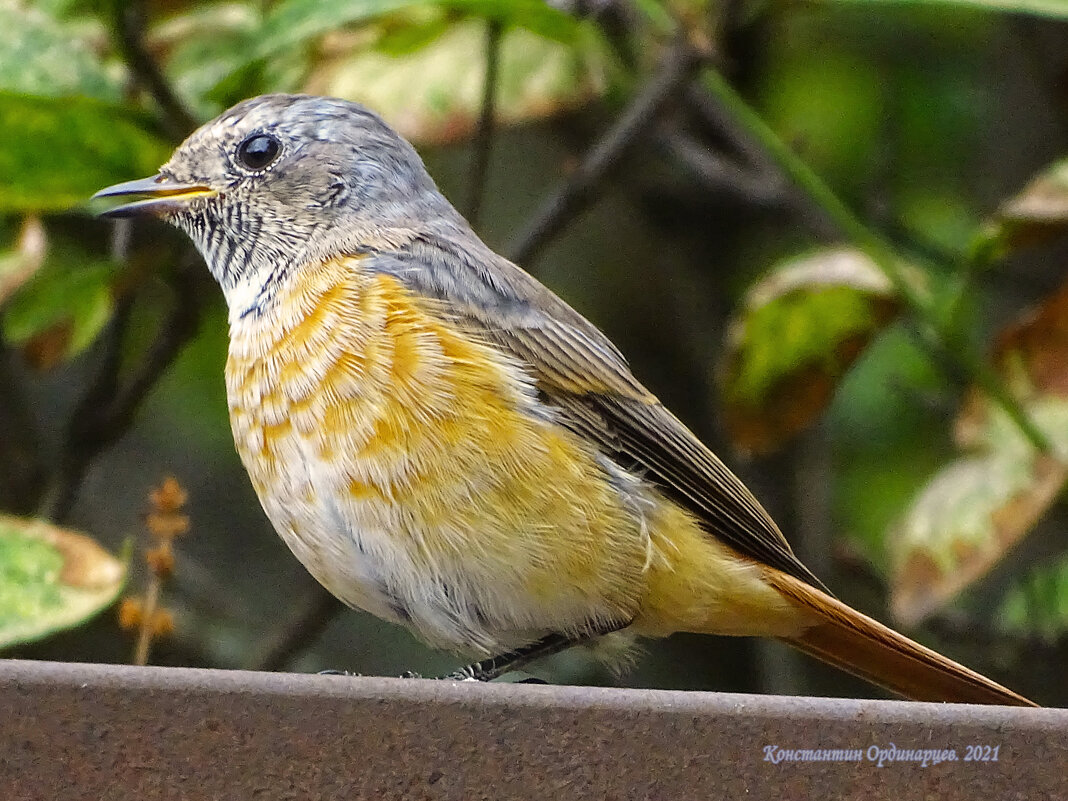 Садовая горихвостка - Константин Ординарцев Садовая горихвостка - Константин Ординарцев