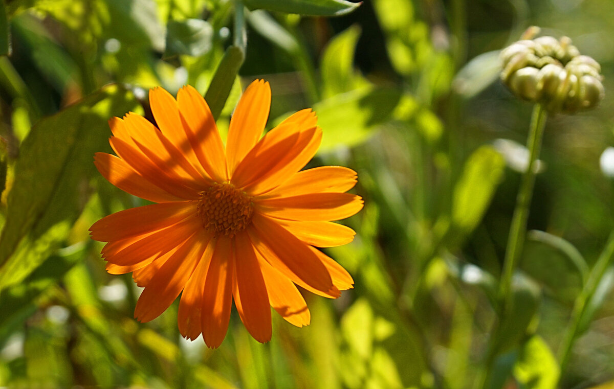 Огонёк осеннего сада - Галина Кан Огонёк осеннего сада - Галина Кан