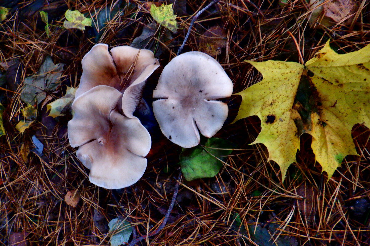 Природа - Михаил Природа - Михаил