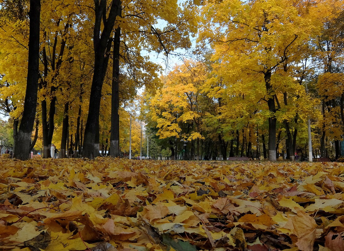 На ковре из жёлтых листьев... - Люба 