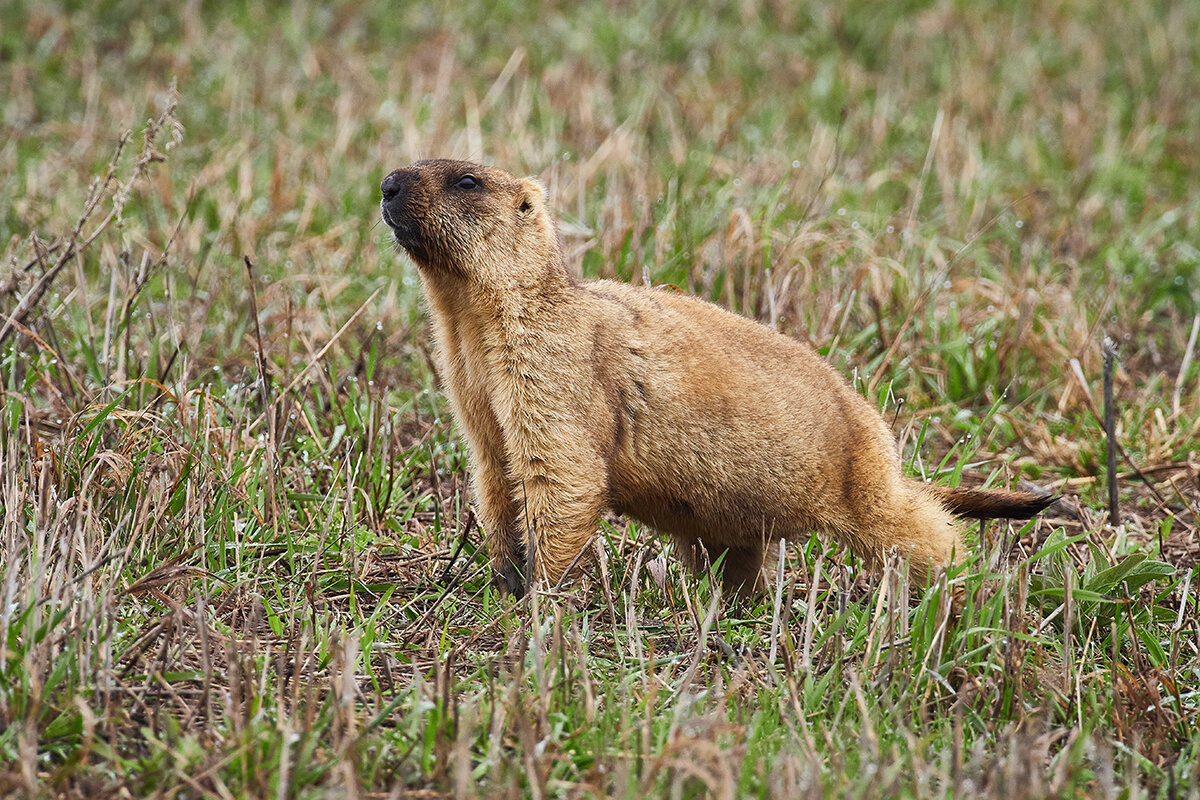 Сурок - Петр Богомазов