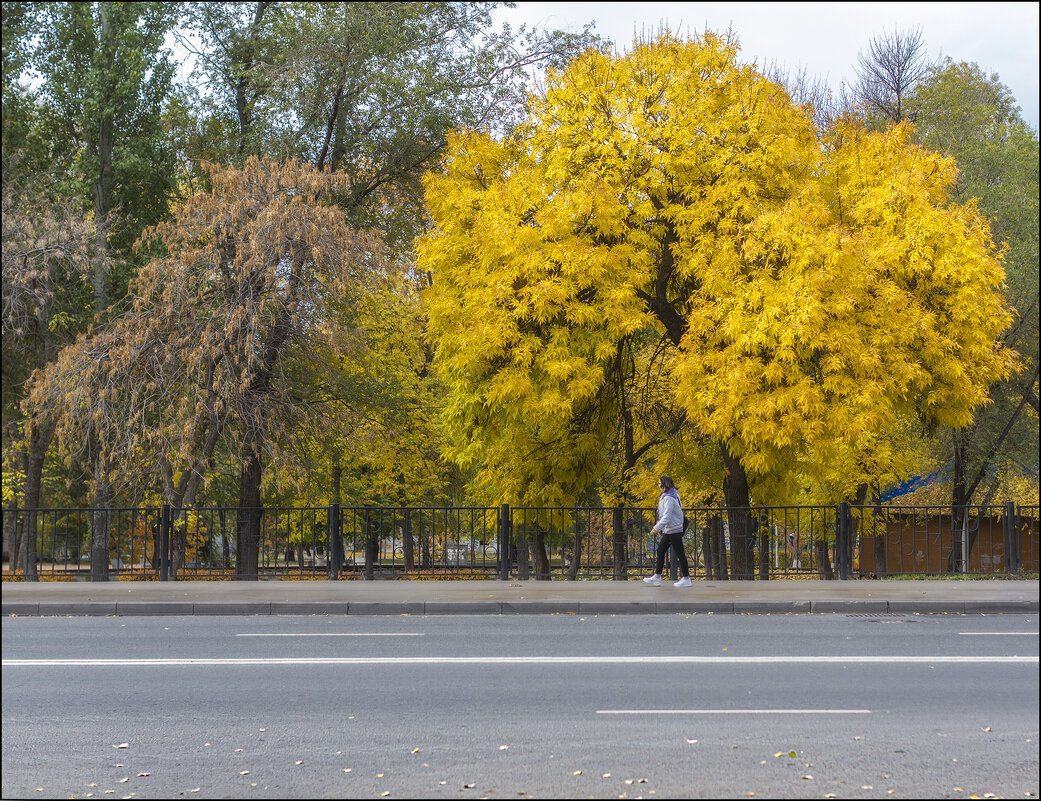 Улица Урицкого, октябрь - Александр Тарноградский