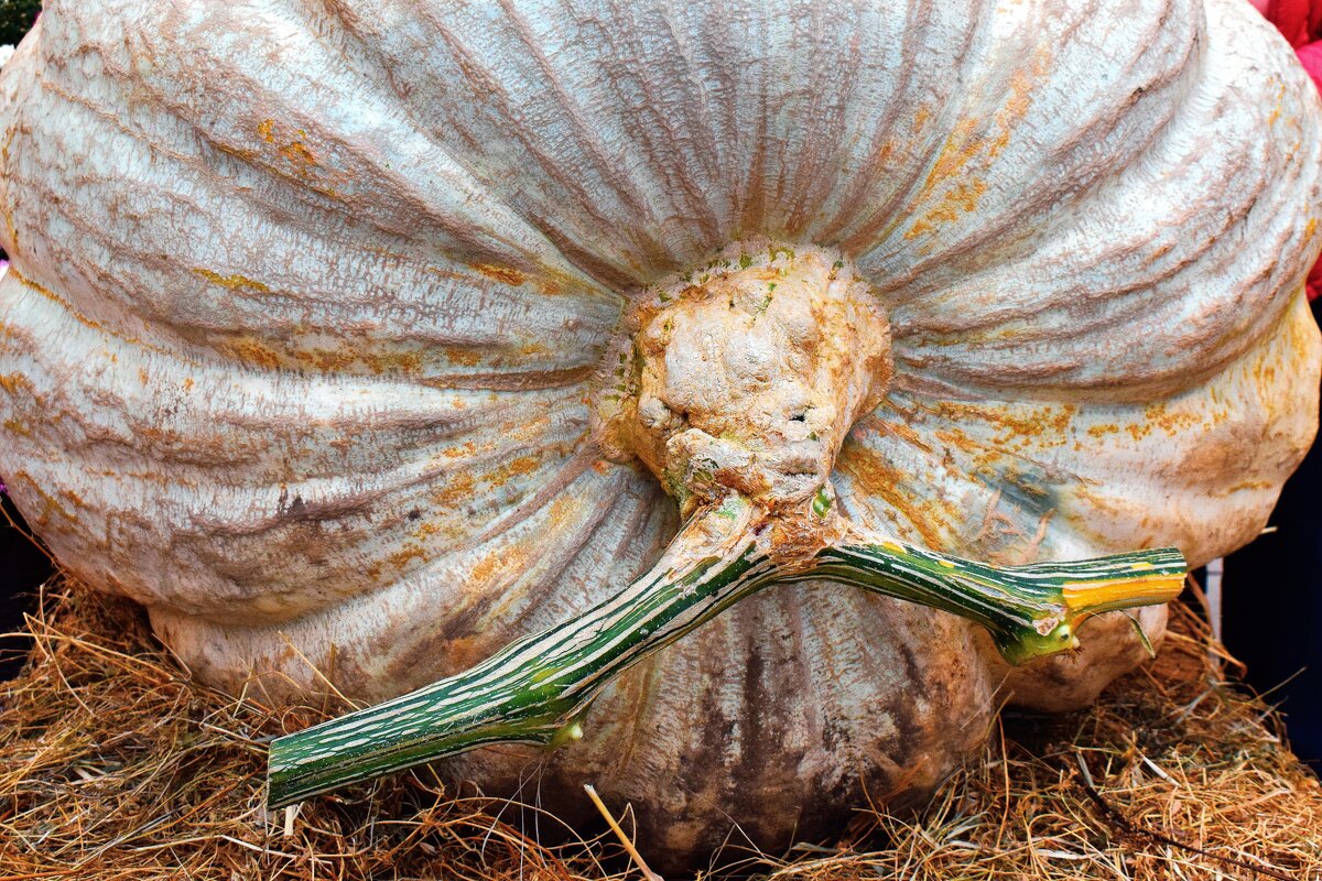 Рогатая призёрша. - Татьяна Помогалова Рогатая призёрша. - Татьяна Помогалова
