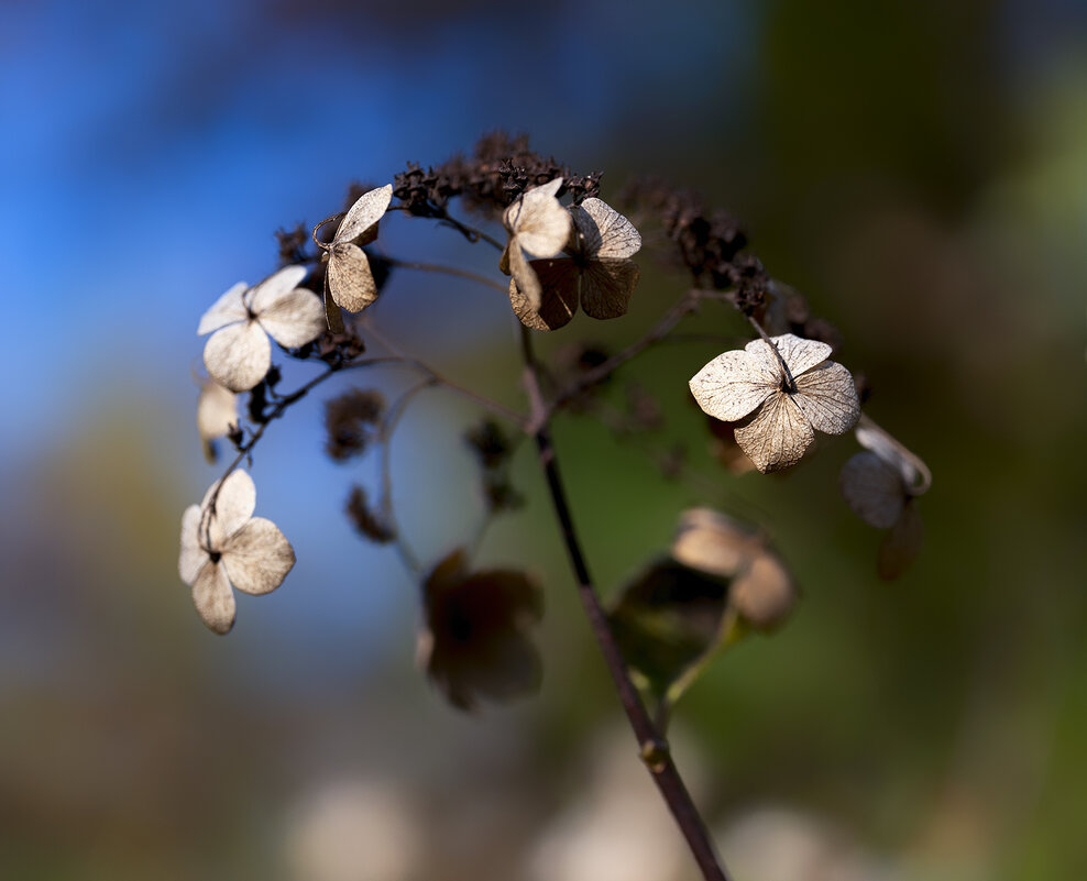 hydrangea - Zinovi Seniak