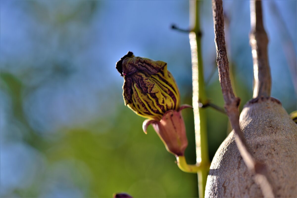цветок кигелии (спасибо Гале за информацию) - Tatiana Kolnogorov цветок кигелии (спасибо Гале за информацию) - Tatiana Kolnogorov