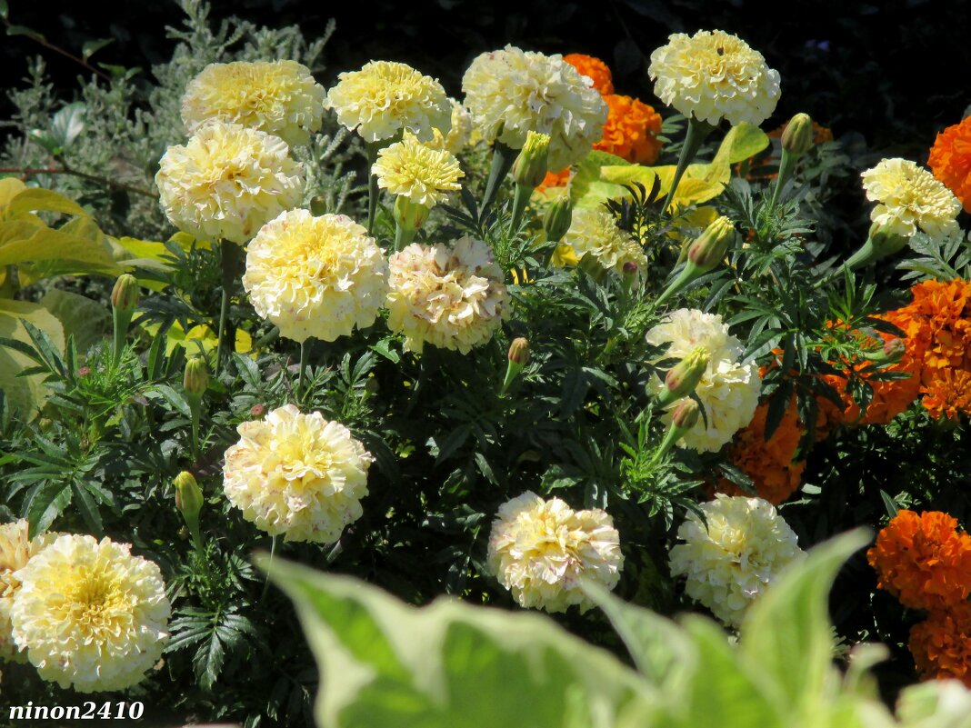 Осенняя прелесть - Нина Бутко Осенняя прелесть - Нина Бутко