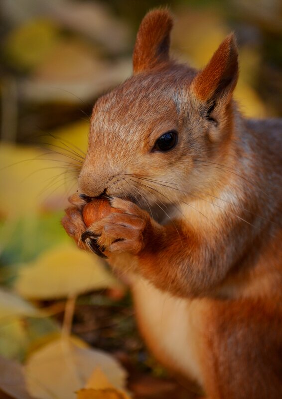 Белка - Savayr Белка - Savayr