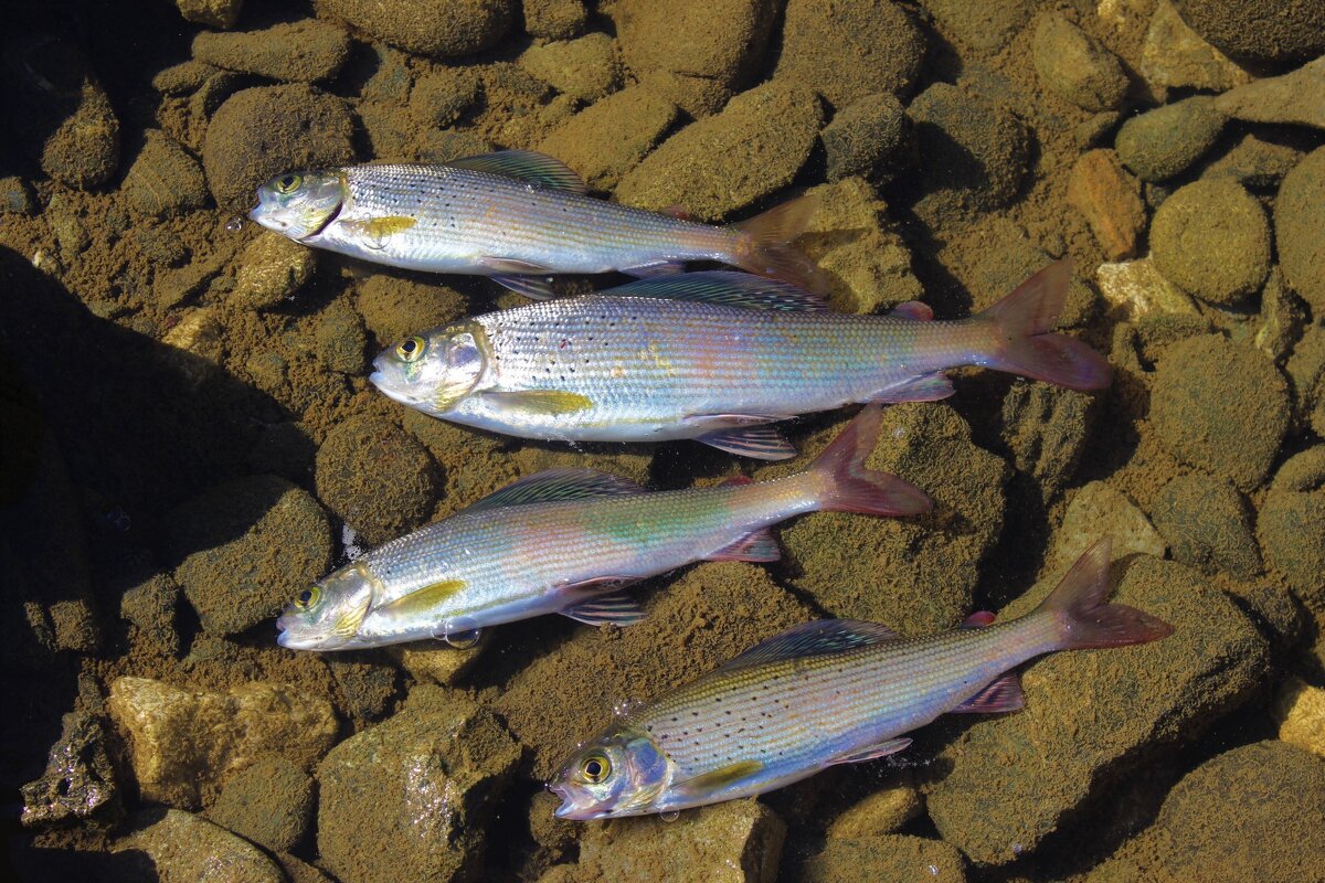Ловленный хариус - Сергей Чиняев 