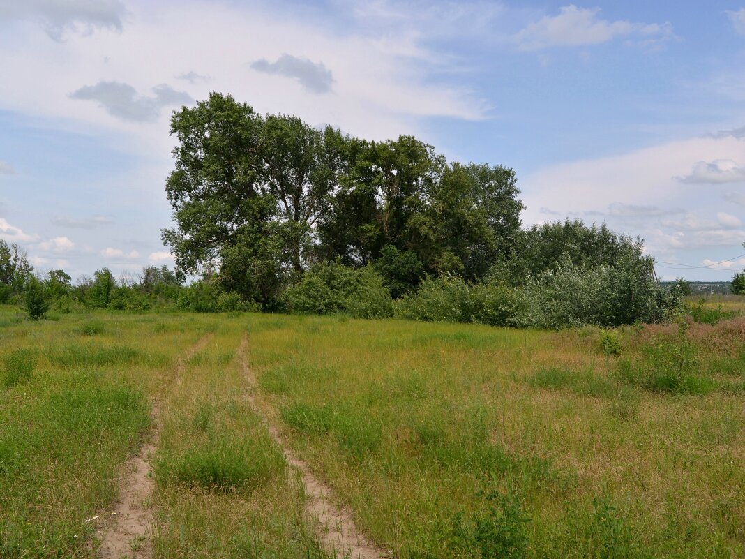 Мелиховская. Тополя в пойме реки Дон. - Пётр Чернега