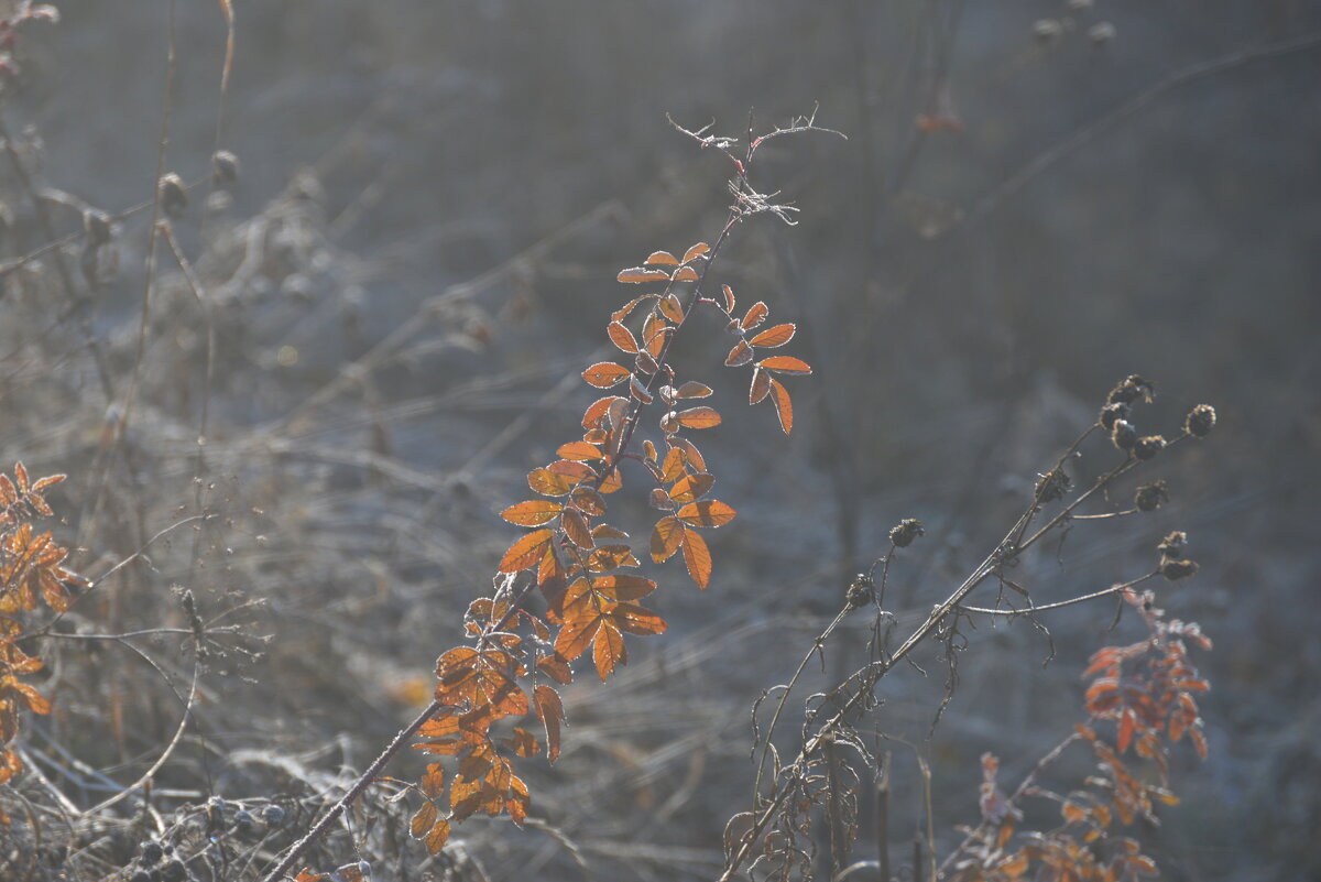 Зенково 2021 - Алексей Короткевич Зенково 2021 - Алексей Короткевич