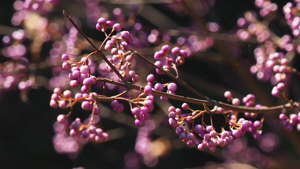 Боке жемчужного куста Callicarpa - wea *