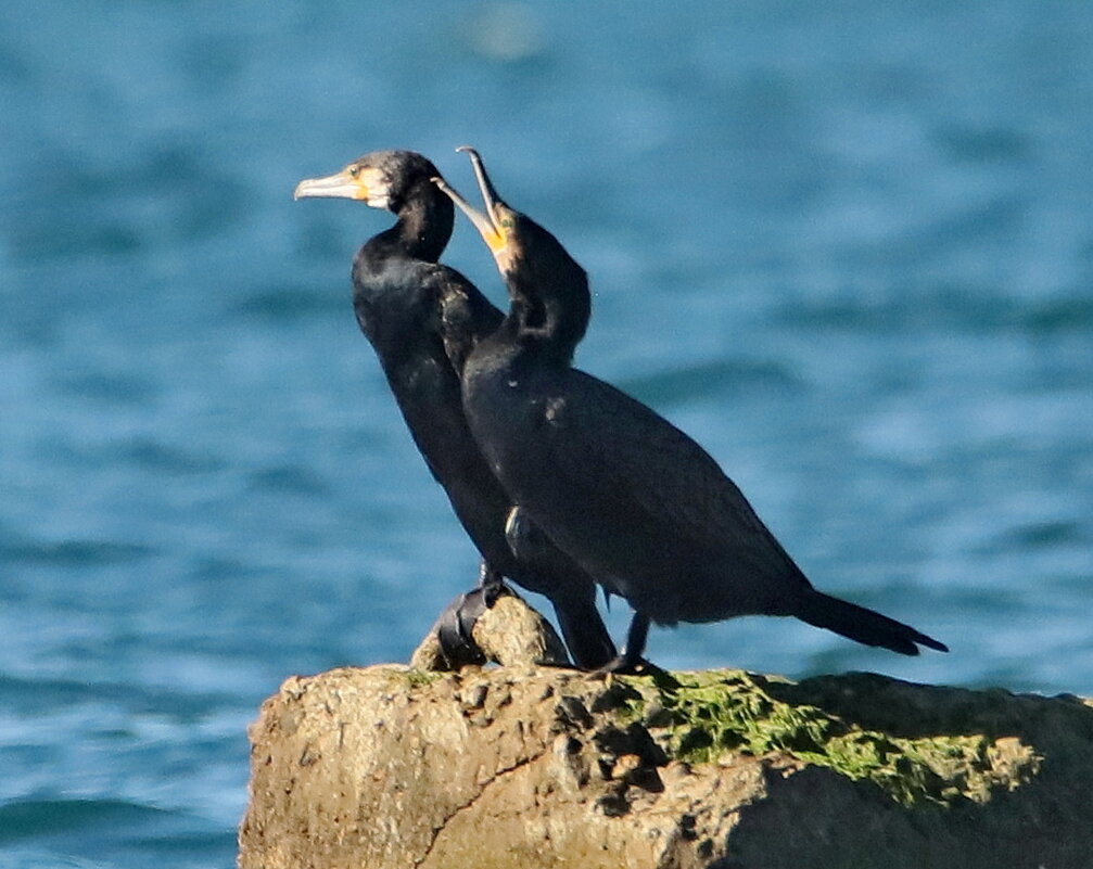 Бакланы - Светлана Бакланы - Светлана