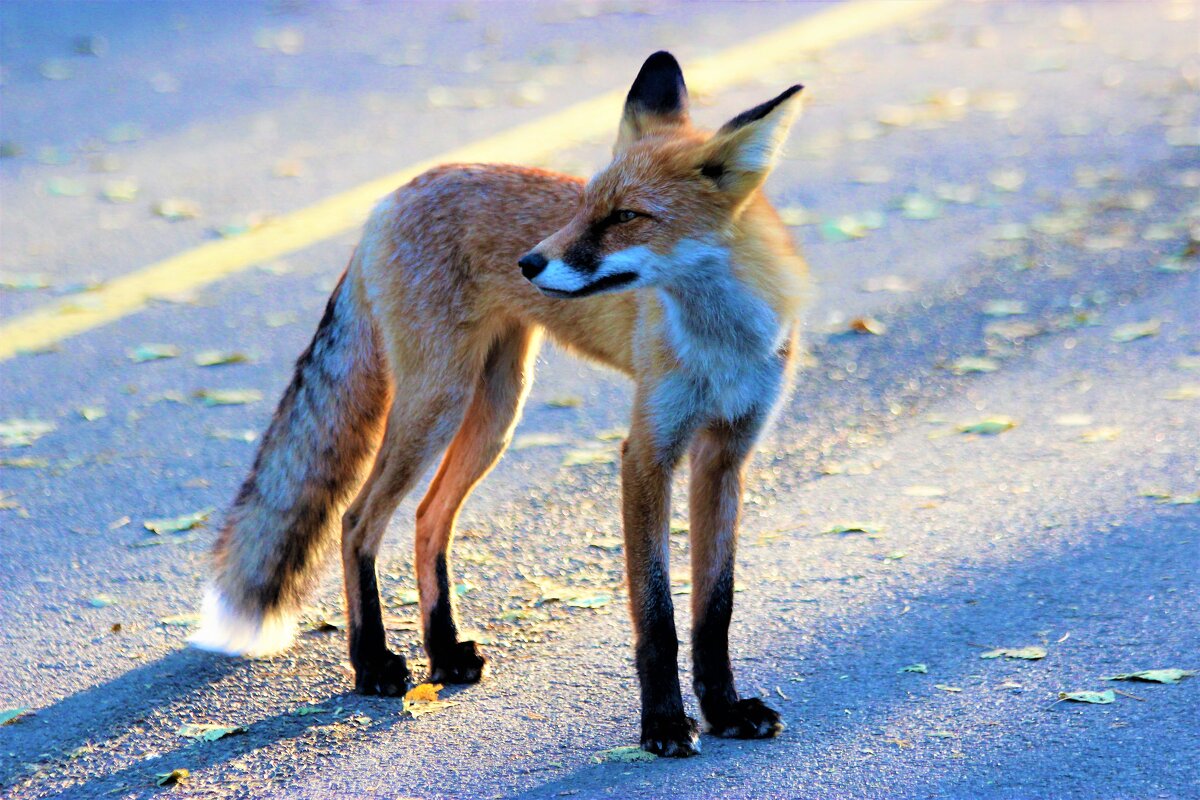 Лесная горожанка - Василий Лесная горожанка - Василий