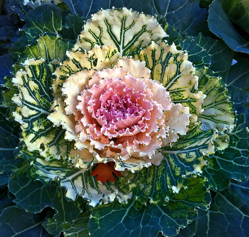 Brassica - Ирина Румянцева