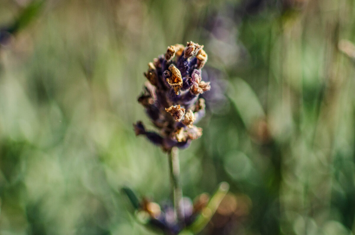 Viviutar 75-205mm - Александр Леонов