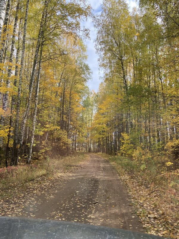 Осень 2021 Буренка - Раиса Осень 2021 Буренка - Раиса