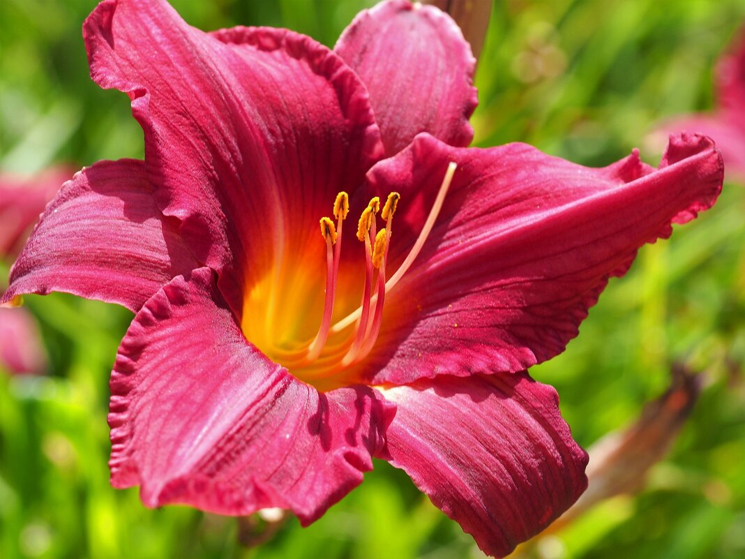 Лилейник Hemerocallis "Bourbon King" - wea *