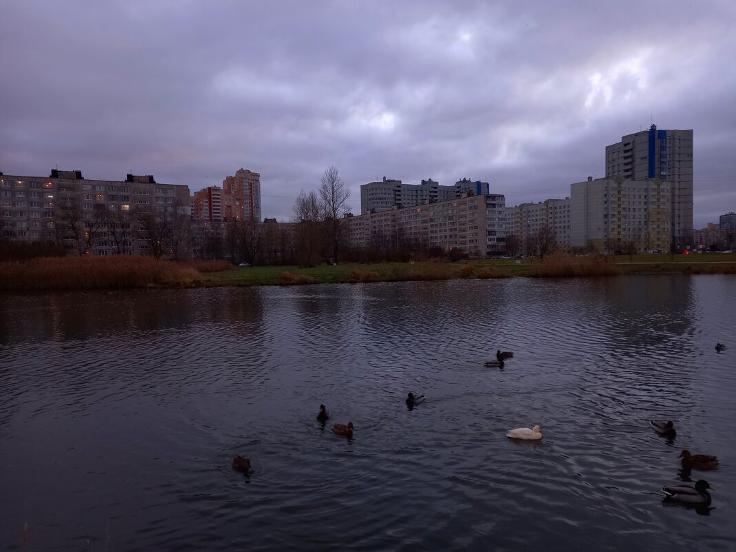 Утки - Сапсан 