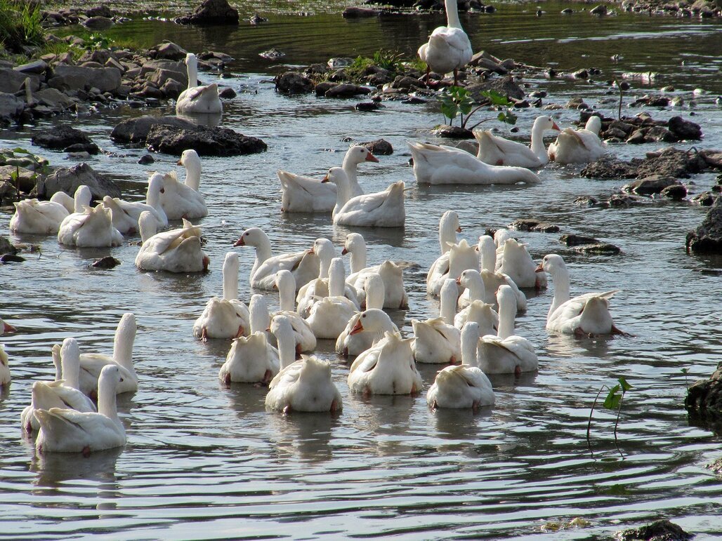 Купание гусей - Вера Щукина Купание гусей - Вера Щукина