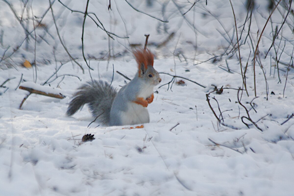 Где тут что спрятано? - Николай Масляев Где тут что спрятано? - Николай Масляев