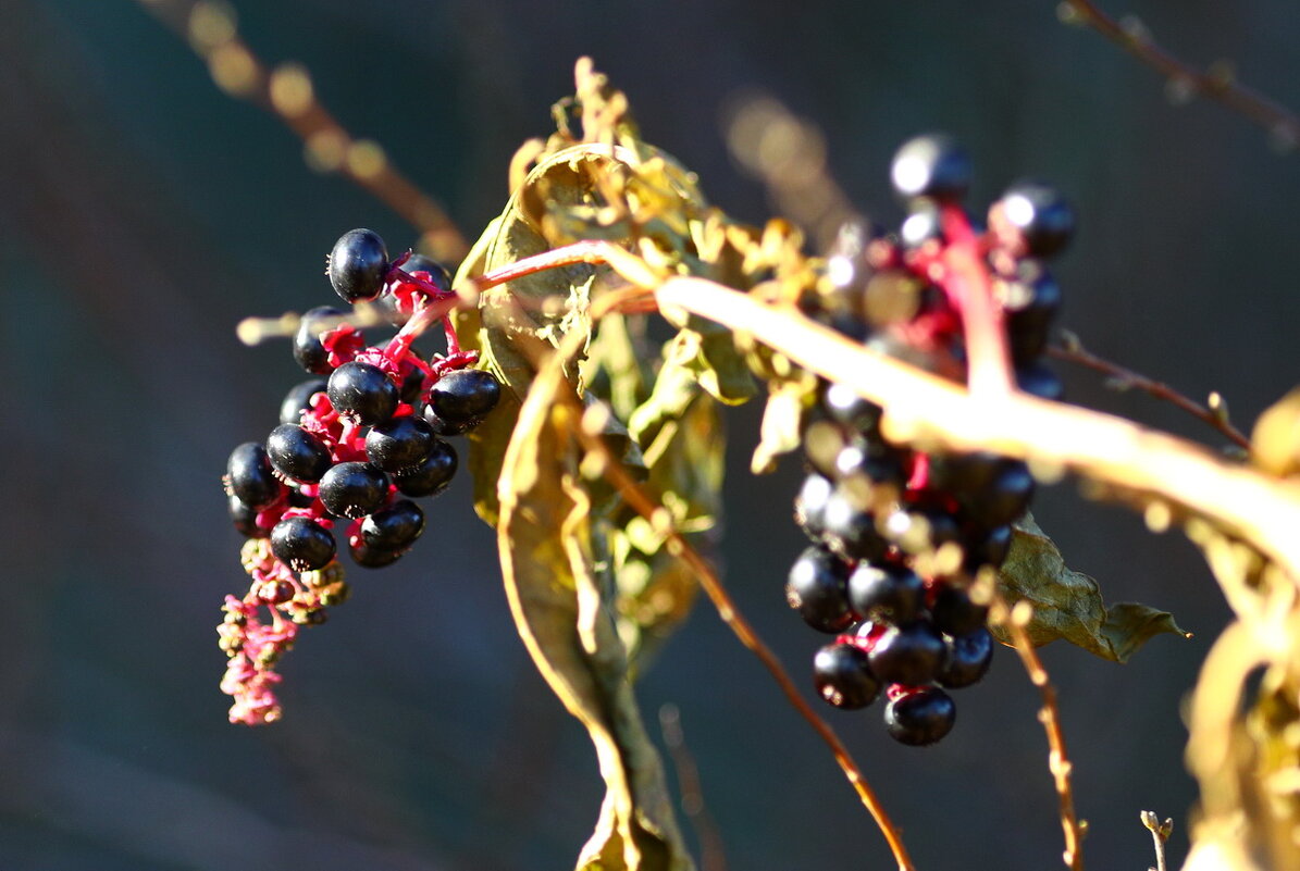 Лаконос американский - Николай " Лаконос американский - Николай "