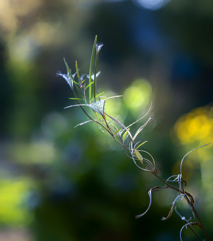 fireweed - Zinovi Seniak
