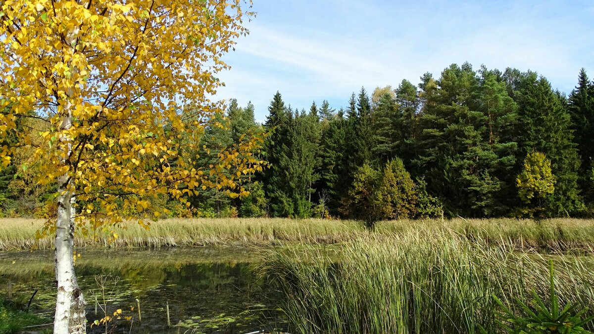 "Золотая" берёзка на озёрном берегу. - Милешкин Владимир Алексеевич 