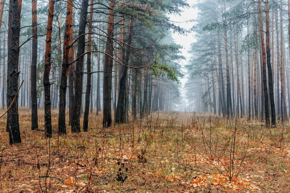 Сегодня утром туманно.. - Юрий Стародубцев