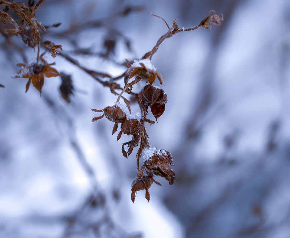 snow - Zinovi Seniak