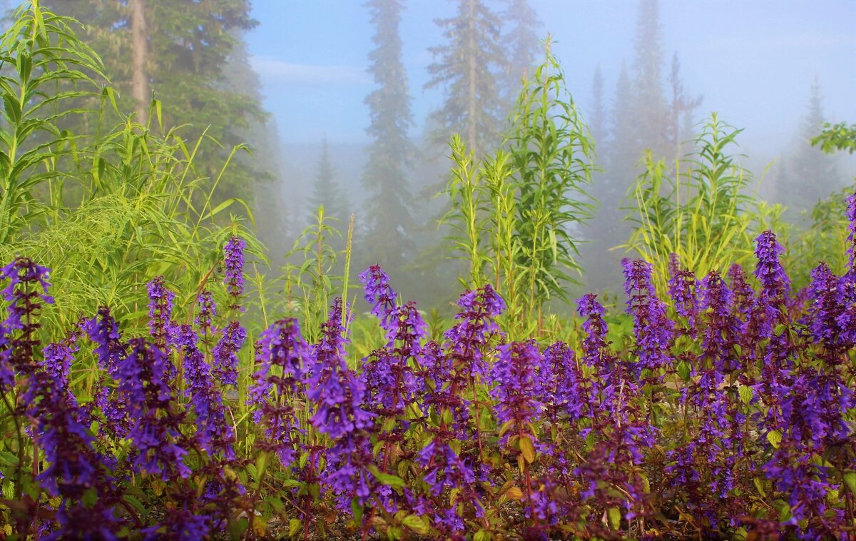 Июльское утро на опушке - Сергей Чиняев 