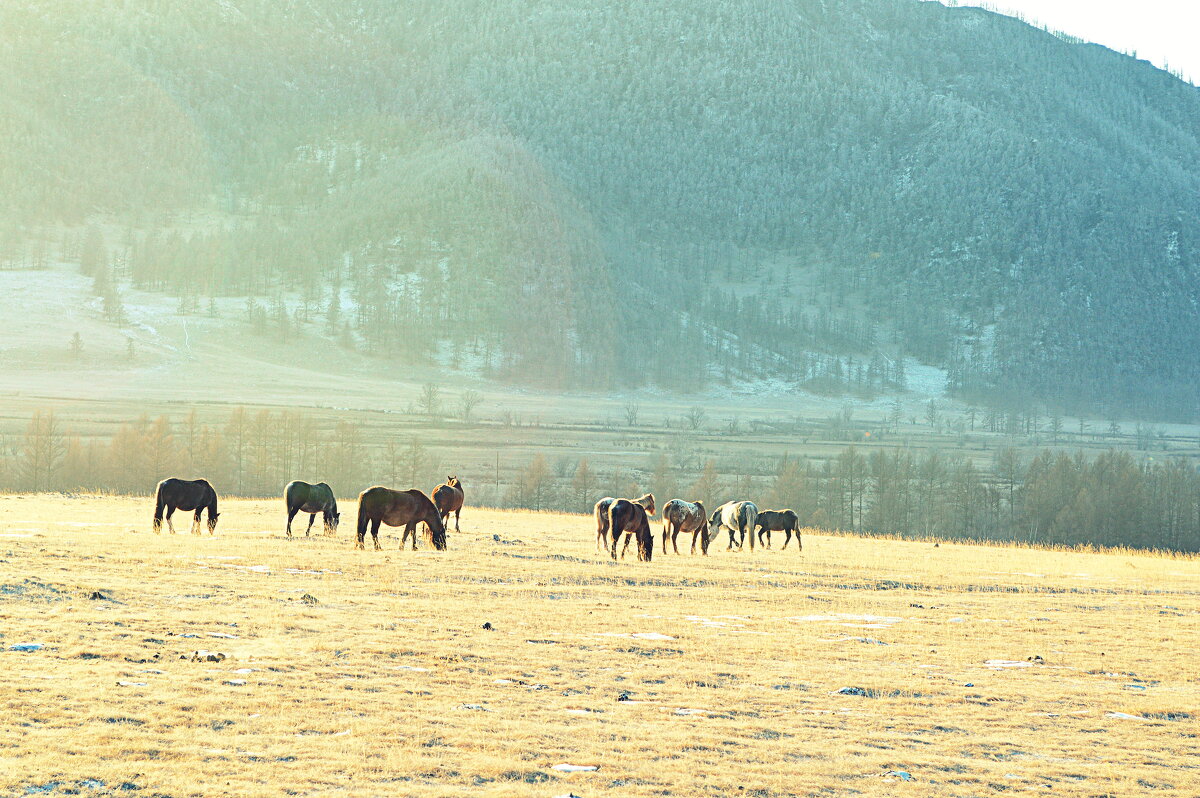 Январь в Каракольской долине - Татьяна Лютаева