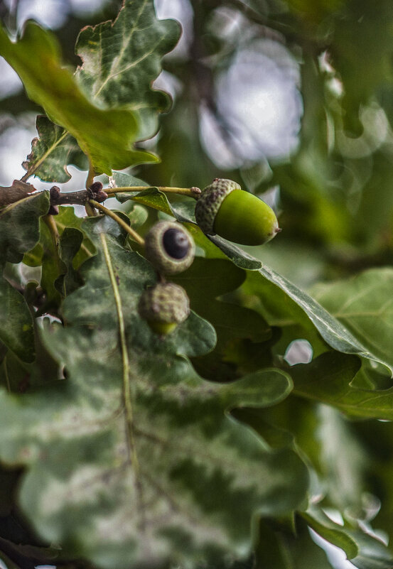 ,, - Гонорий Голопупенко ,, - Гонорий Голопупенко