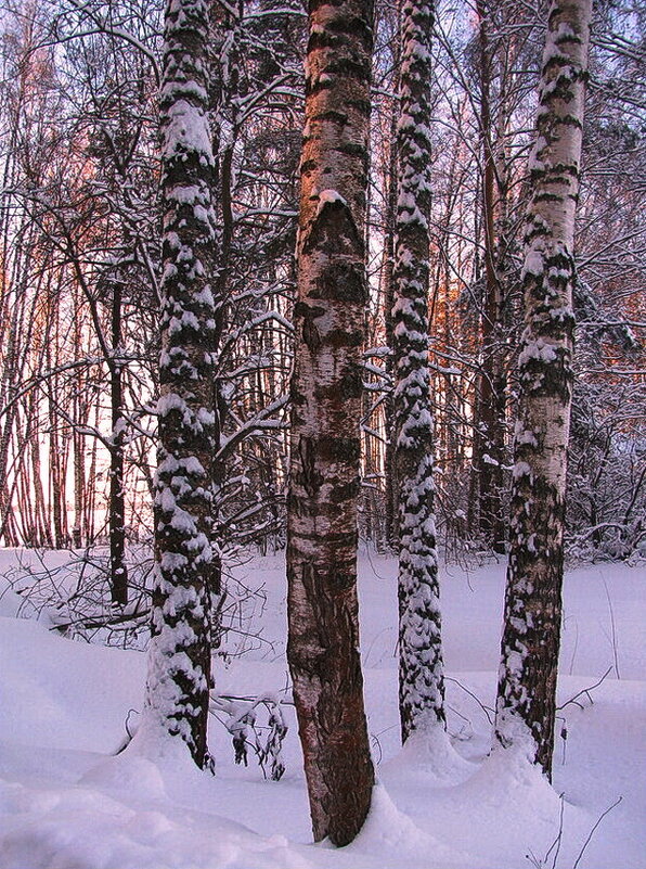 В лесу - Людмила Смородинская