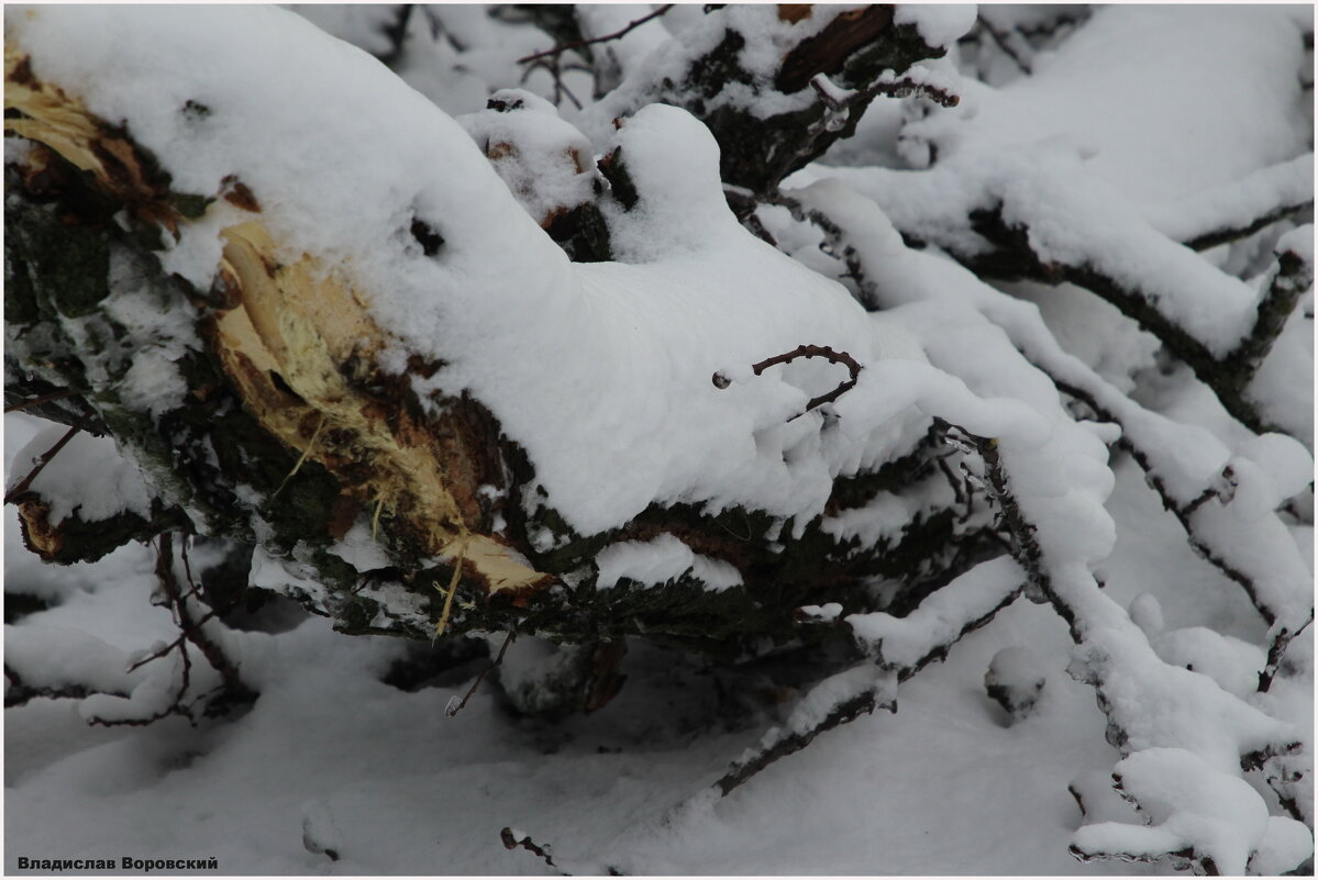 Зима 2021 - Владислав Воровский 