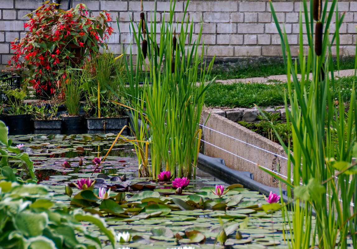 В ботаническом саду - gribushko грибушко Николай В ботаническом саду - gribushko грибушко Николай